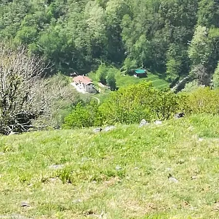 Masustaenea *